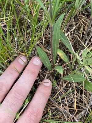 Oregon silene(Silene oregana)