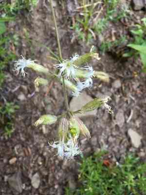 Oregon silene(Silene oregana)