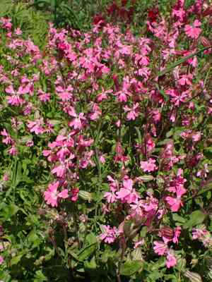 Nodding catchfly(Silene pendula)
