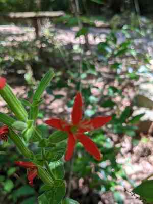Royal catchfly(Silene regia)