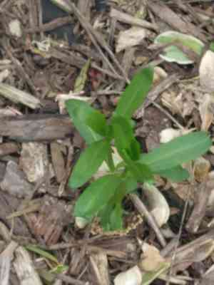 Royal catchfly(Silene regia)