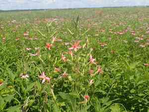 Royal catchfly(Silene regia)