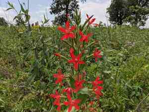 Royal catchfly(Silene regia)