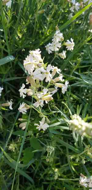 Pink campion(Silene repens)