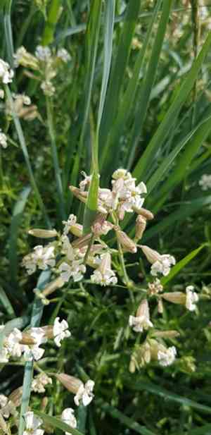 Pink campion(Silene repens)