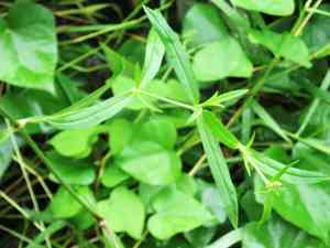Pink campion(Silene repens)
