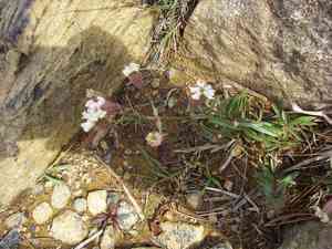 Pink campion(Silene repens)