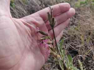 Simple campion(Silene scouleri)