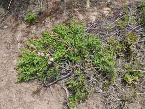 Simple campion(Silene scouleri)