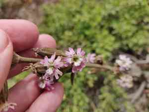 Simple campion(Silene scouleri)