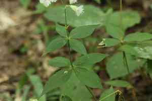 Widowsfrill(Silene stellata)