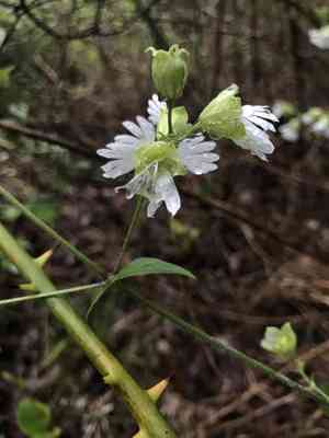 Widowsfrill(Silene stellata)