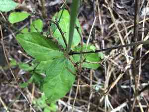 Widowsfrill(Silene stellata)