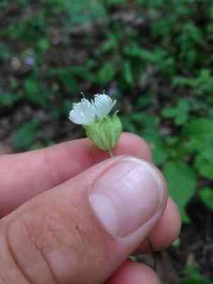 Widowsfrill(Silene stellata)