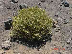 Alpine catchfly(Silene struthioloides)