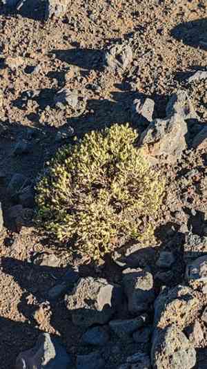 Alpine catchfly(Silene struthioloides)