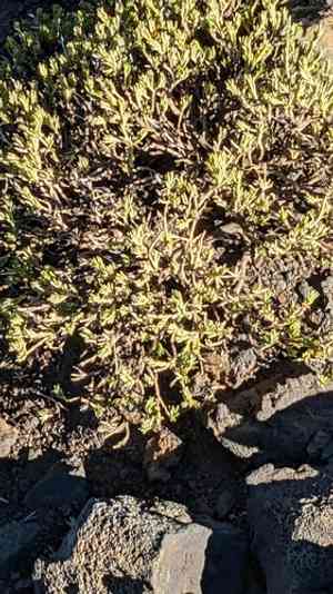 Alpine catchfly(Silene struthioloides)