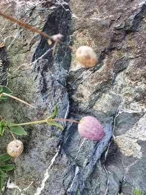 Sea campion(Silene uniflora)