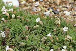 Sea campion(Silene uniflora)