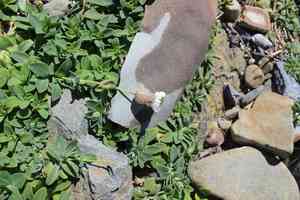 Sea campion(Silene uniflora)