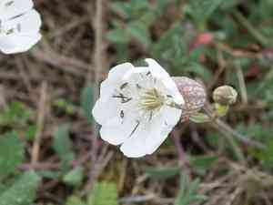 Sea campion(Silene uniflora)