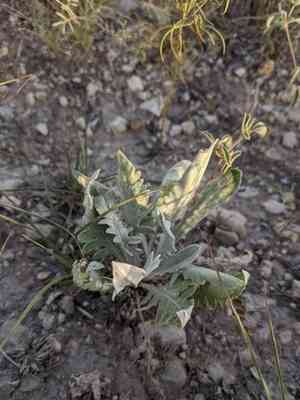 White rosinweed(Silphium albiflorum)