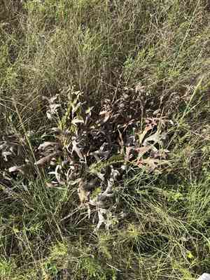 White rosinweed(Silphium albiflorum)