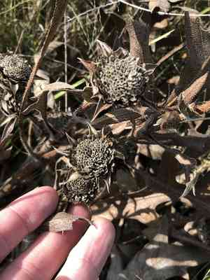 White rosinweed(Silphium albiflorum)