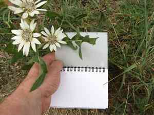 White rosinweed(Silphium albiflorum)
