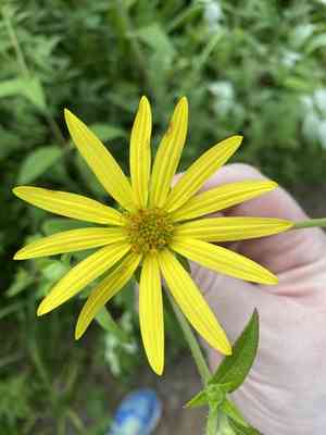 Starry rosinweed(Silphium asteriscus)