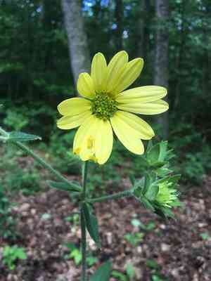 Starry rosinweed(Silphium asteriscus)