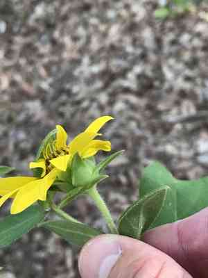 Starry rosinweed(Silphium asteriscus)