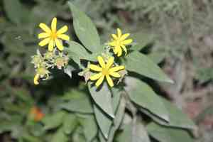 Starry rosinweed(Silphium asteriscus)