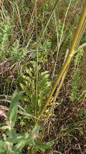 Compassplant(Silphium laciniatum)