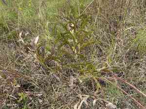 Compassplant(Silphium laciniatum)