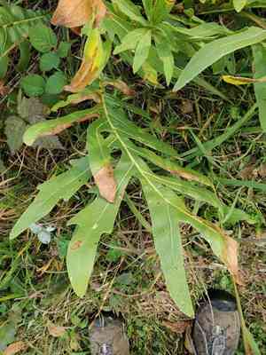 Compassplant(Silphium laciniatum)