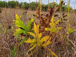 Compassplant(Silphium laciniatum)