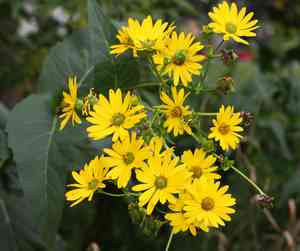 Cup plant(Silphium perfoliatum)