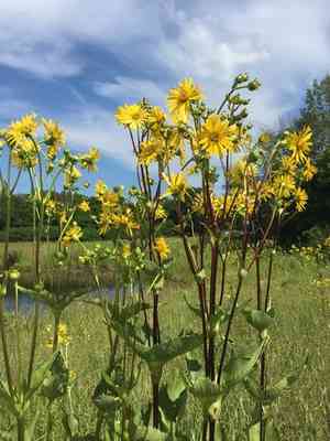 Cup plant(Silphium perfoliatum)