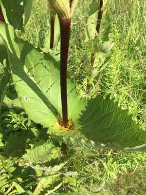 Cup plant(Silphium perfoliatum)