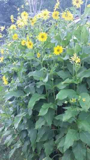 Cup plant(Silphium perfoliatum)