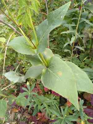 Cup plant(Silphium perfoliatum)