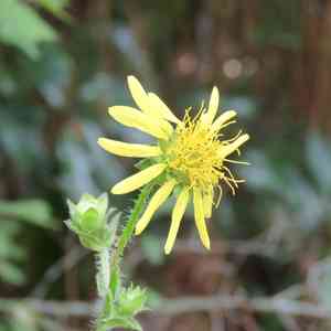 Roughstem Rosinweed(Silphium radula)