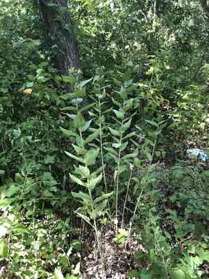 Roughstem Rosinweed(Silphium radula)