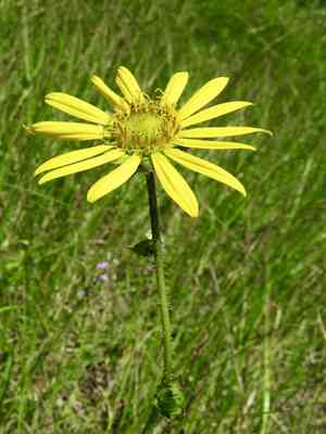 Roughstem Rosinweed(Silphium radula)