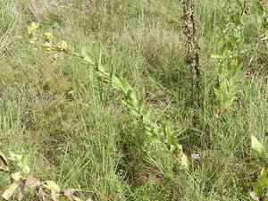Roughstem Rosinweed(Silphium radula)