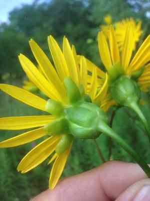 Prairie dock(Silphium terebinthinaceum)