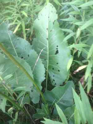 Prairie dock(Silphium terebinthinaceum)