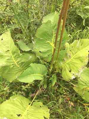 Prairie dock(Silphium terebinthinaceum)