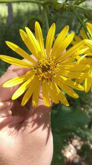 Rosinweeds (Silphium)(Silphium)